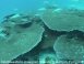 Rare acropora table coral - NWHI