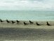 Brown Noddies - sand bar, Pearl and Hermes Atoll