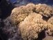 Coral in the lagoon of Kure Atoll