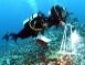Studying reef ecosystem health