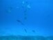 Freediving in the NWHI