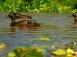 Laysan ducks - hypersaline lake Laysan Island