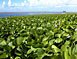 Morning glory field - Laysan Island