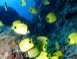 Rare acropora table coral - NWHI