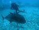 Ulua, top predator of the NWHI 